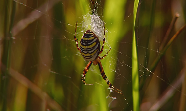 La chasse de l'Epeire fasciée ou Argiope - 9mn 04s